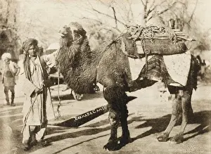 Bokhara: Bukhara - Uzbekistan