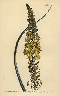 Glaucous: Bulbine asphodeloides