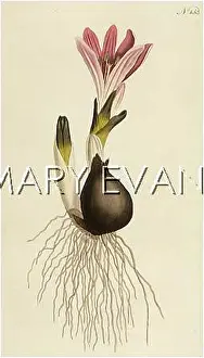 Vernal: BULBOCODIUM VERNUM