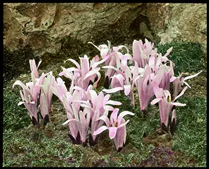 Malby: Bulbocodium Vernum (Spring Meadow Saffron)