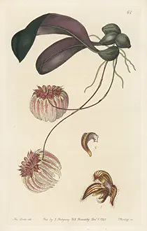 George Loddiges: Bulbophyllum auratum orchid