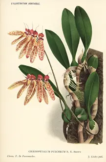 Pannemaeker: Bulbophyllum longiflorum orchid