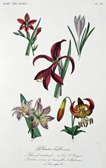 Regne: Bulbous plants