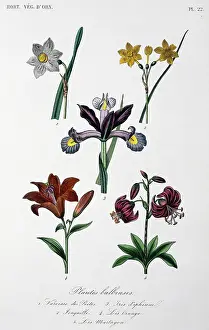 Regne: Bulbous plants