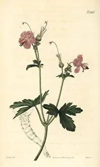 Cranesbill: Bulgarian geranium, Geranium macrorrhizum
