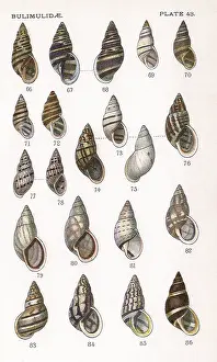 Seashell: Bulimidae