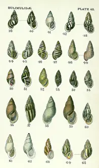 Roughly: Bulimidae Mollusks