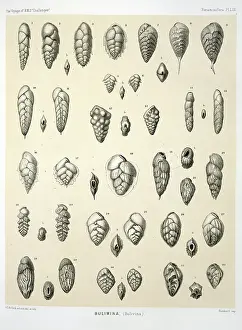 Protista: Bulimina