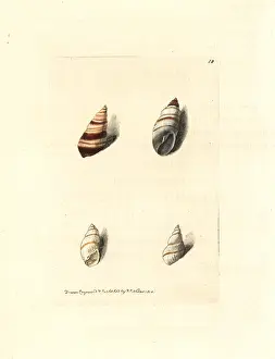 Acutus: Bulimulus snails