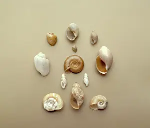 Aperture: Bulinus sp. Biomphalaria sp. African snails