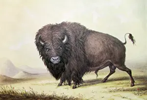 Catlin: Bull Buffalo, George Catlin, 1846