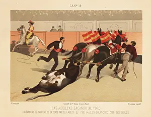 Bullring: The bull carcass is dragged out of the bullring