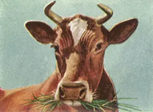 Chewing: Bull chewing Grass