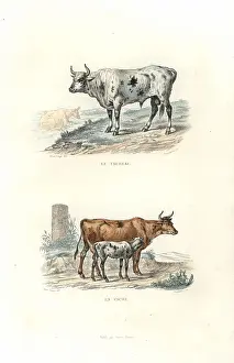 Pourrat: Bull, cow and calf