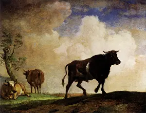 Sunlit: Bull and Cows