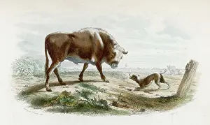 Barking: BULL WITH DOG