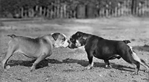 Thomas Fall: TWO BULL DOGS/1944