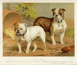 C1890: TWO BULL DOGS C1890