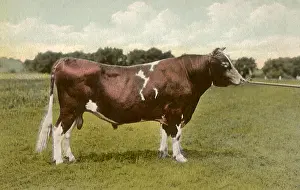 Nosering: Bull Facing Right