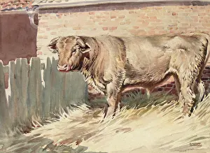 Stud: A Bull in a farmyard pen