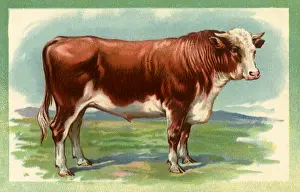 Placidly: Bull in Field