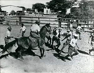Logged: Bull Fighting - Rodeo