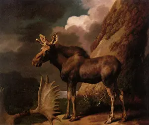 Moose: Bull Moose on Hill, by Stubbs