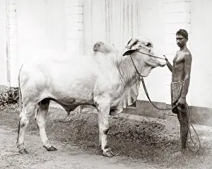 Handler: Bull and native handler, India, c.1880's