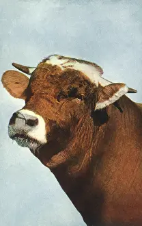 Nosering: Bull with Nosering