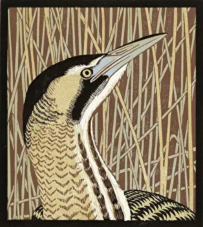 Bittern: Bull o the Bog - Bittern
