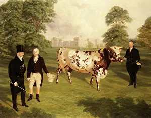 Bailiff: Bull Presented to King