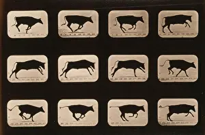 Consecutive: Bull, running, irregular