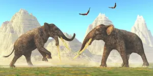 Rearing: Two bull Stegotetrabelodon animals fight each