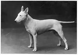 Gazing: BULL TERRIER/1925