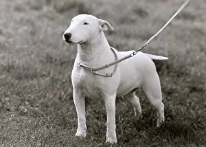 Leash: BULL TERRIER/1949
