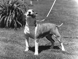 Barking: BULL TERRIER/1964