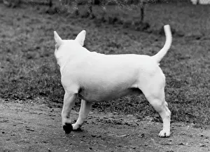 Turns: BULL TERRIER/1971