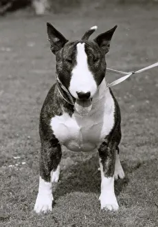 Leash: BULL TERRIER/1978