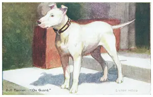 Geographia: Bull Terrier