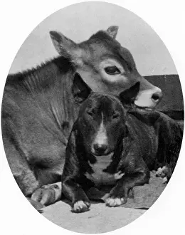 Quietly: BULL TERRIER AND CALF