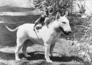 Atop: BULL TERRIER/CHIHUAHUA
