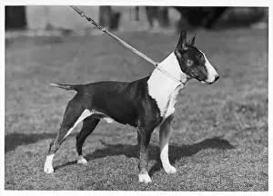 Leash: BULL TERRIER/LEAD/1946