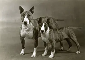 Fleur: BULL TERRIER ND PUPPY