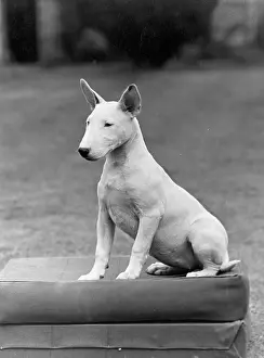 Quietly: BULL TERRIER PUPPY/1950
