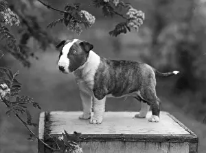 Johnstone: BULL TERRIER PUPPY/1956