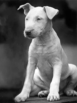 Ears: BULL TERRIER PUPPY