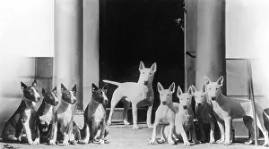 Brigadier: BULL TERRIER AND PUPS
