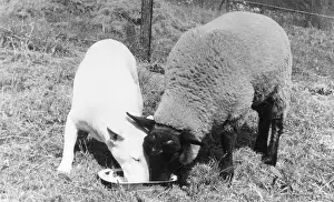 Share: BULL TERRIER AND SHEEP