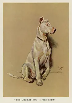Ugliest: Bull terrier -- the ugliest dog in the show