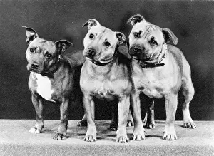 Thomas Fall: THREE BULL TERRIERS/1979